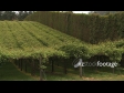 Kiwifruit Orchard 2786
